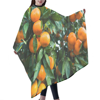 Personality  Fruit Tree With Green Leaves And Tangerine, Mandarin Fruit Hair Cutting Cape