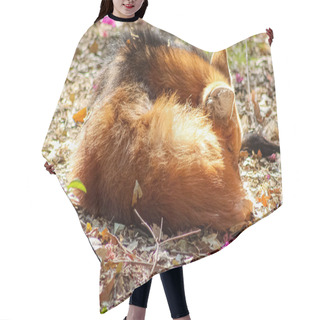 Personality  Photo Of A Cute Red Maned Wolf (Chrysocyon Brachyurus), Sleeping Curl Up In Middle Of Forest. Hair Cutting Cape