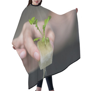 Personality  Vegetable Seedlings Hydroponic, Plants In Nursery Tray. Hair Cutting Cape