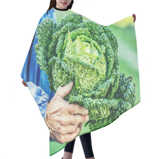 Personality  Senior Farmer Holding In Hands Fresh Kale Cabbage Hair Cutting Cape