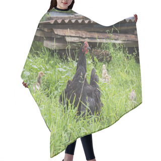 Personality  In The Summer In The Village In The Courtyard The Chicken With C Hair Cutting Cape