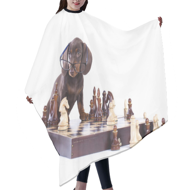 Personality  dachshund dog Brown color hair cutting cape