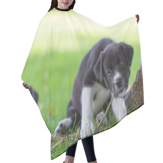 Personality  Cute Border Collie Puppy In The Beautiful Green Lawn. Playing Outdoors, Lovely Smart Purebred Puppy. Hair Cutting Cape