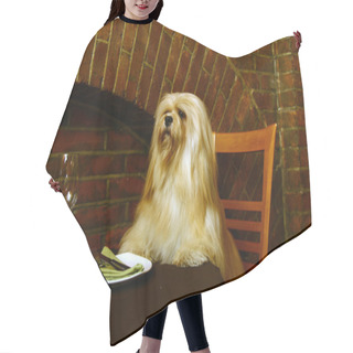 Personality  The Lhasa Apso Hair Cutting Cape