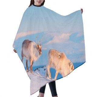 Personality  Caribou In Snow. Wild Reindeer In Snow, Svalbard, Norway. Deer On Rocky Mountain In Snowy Habitat. Wildlife Scene From Nature. Animal Above The Sea. Arctic Ocean, Winter Condition. Hair Cutting Cape