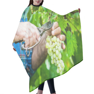 Personality  Adult Man Harvesting Grapes In The Vineyard Hair Cutting Cape