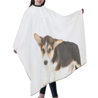 Personality  Cute Welsh Corgi Puppy Looking At Camera On White Background Hair Cutting Cape