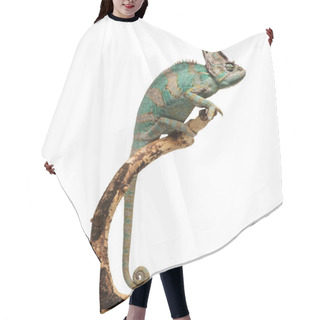 Personality  Greenish Brown Chameleon On Branch Hair Cutting Cape