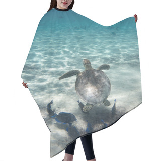 Personality  Green Sea Turtle Hair Cutting Cape