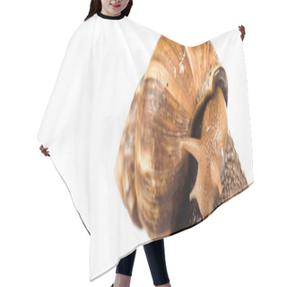 Personality  Slimy Brown Snail Isolated On White, Panoramic Shot Hair Cutting Cape