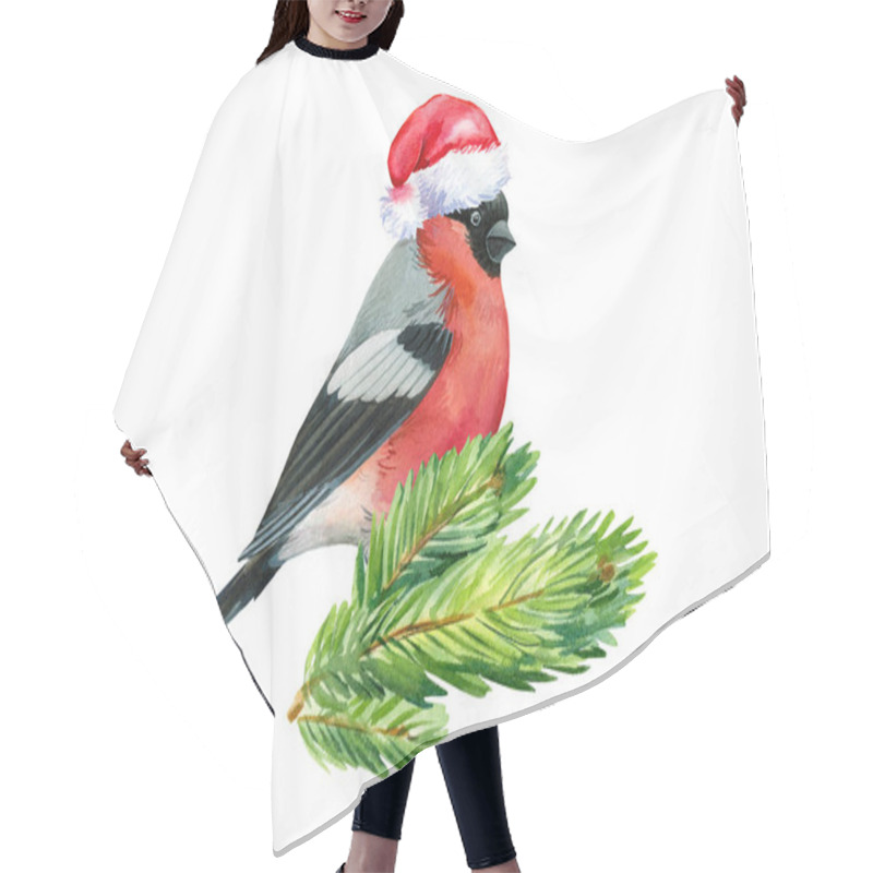 Personality  Bullfinch On Isolated Background, Watercolor Drawings.  Hair Cutting Cape