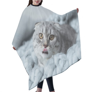 Personality  Cat On Wool Blanket Hair Cutting Cape