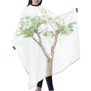 Personality  Old Pruned Tree Hair Cutting Cape