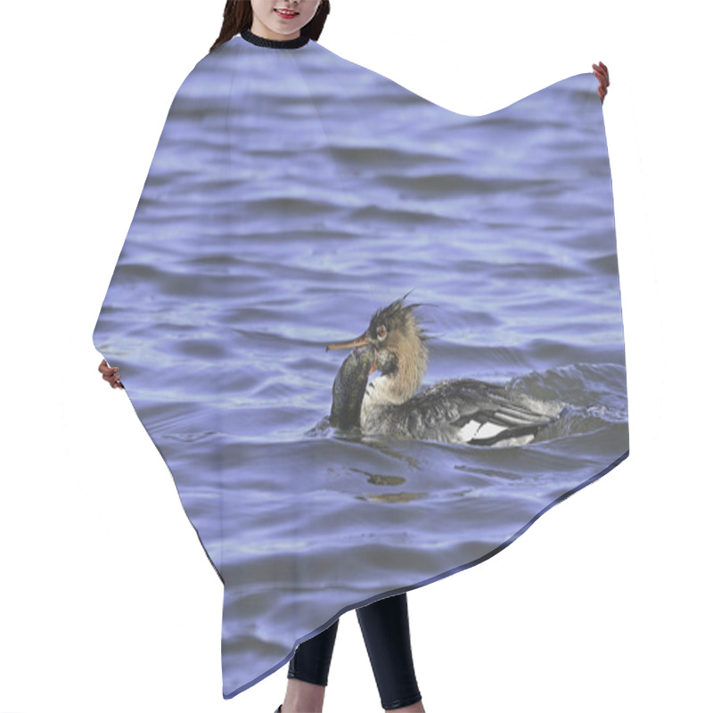 Personality  Female Red-breasted Merganser Duck With A Fresh Caught Fish Hair Cutting Cape