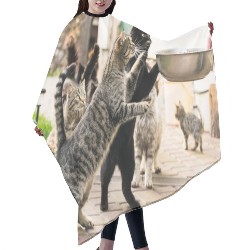 Personality  Snarling Funny Tabby Cat Requiring Food Hair Cutting Cape