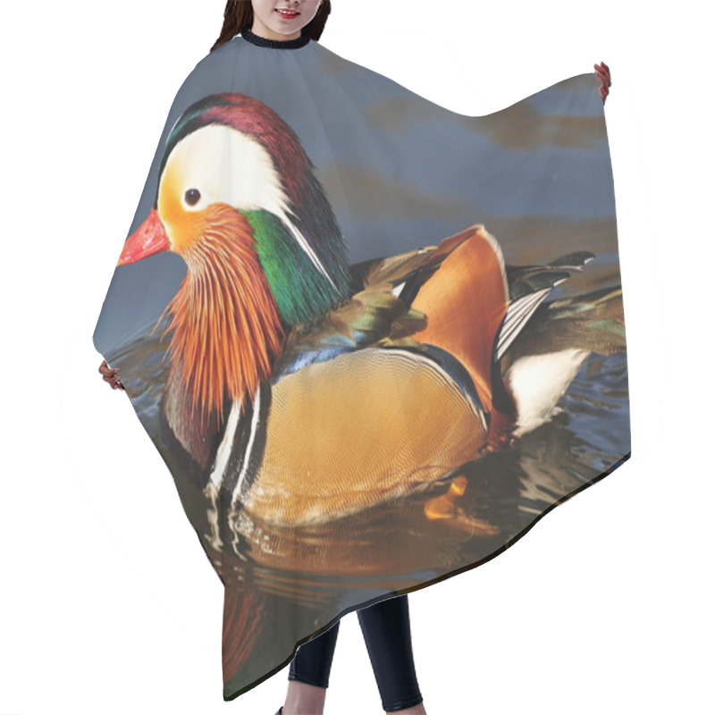 Personality  Chinese duck with beautiful feather hair cutting cape