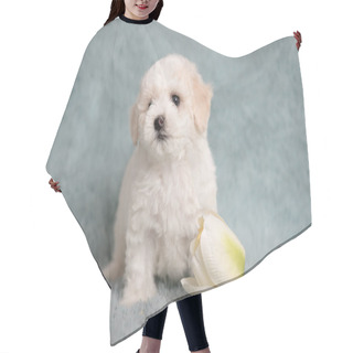 Personality  White Bichon Puppy On A Blue Background With Flowers. Hair Cutting Cape
