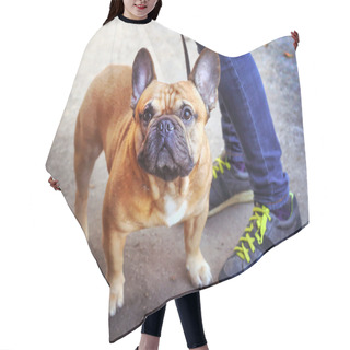 Personality  Strong And Healthy Young French Bulldog Mail With The Master Wal Hair Cutting Cape