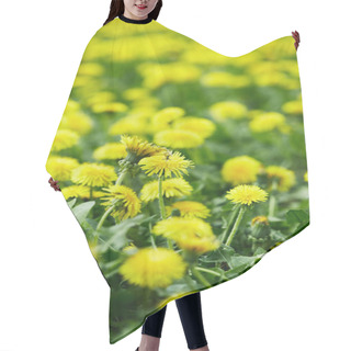 Personality  Close-up Shot Of Beautiful Yellow Dandelion Flowers On Meadow Hair Cutting Cape