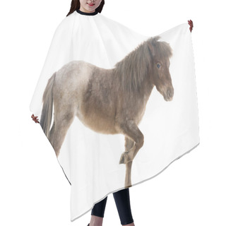 Personality  Falabella Miniature Horse In Front Of White Background Hair Cutting Cape