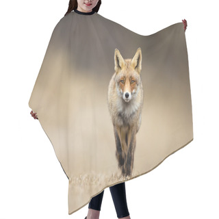 Personality  Red Fox In The Dunes Hair Cutting Cape