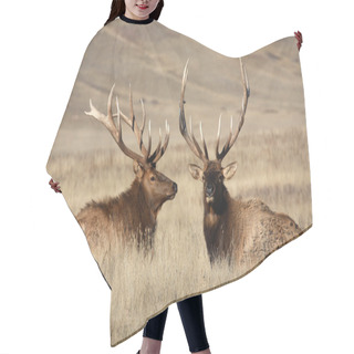 Personality  Bull Elks With Large Antlers In Scenic Saskatchewan Hair Cutting Cape