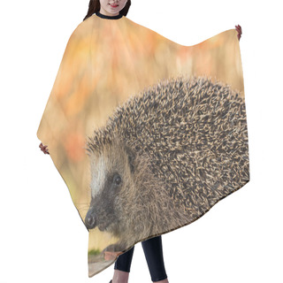 Personality  European Hedgehog, Erinaceus Europaeus In Colorful Autumn Leaves Looking In Camera Hair Cutting Cape