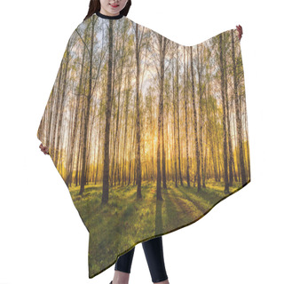 Personality  Sunset Or Dawn In A Spring Birch Forest With Bright Young Foliage Glowing In The Rays Of The Sun And Shadows From Trees. Hair Cutting Cape