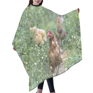 Personality  Hens Feed On The Traditional Rural Barnyard At Sunny Day. Detail Hair Cutting Cape