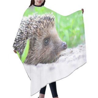 Personality  Young Hedgehog In Natural Habitat Hair Cutting Cape