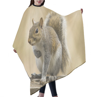 Personality  Squirrel Hair Cutting Cape