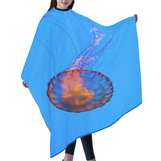 Personality  Beautiful Jellyfish In Aquarium. Backlit With Blue Light. Hair Cutting Cape