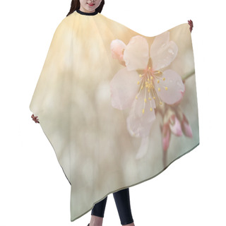 Personality  Abstract Dreamy And Blurred Image Of Spring White Cherry Blossoms Tree. Selective Focus. Vintage Filtered Hair Cutting Cape