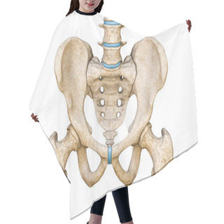Personality  Anterior Or Front View Of Human Male Pelvis, Sacrum, Lumbar Spine And Femur Bones Isolated On White Background 3D Rendering Illustration. Blank Anatomical Chart. Anatomy, Medical, Science, Part Of Human Skeleton Concepts. Hair Cutting Cape