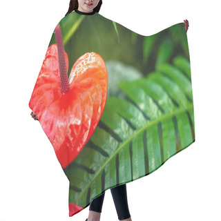 Personality  Red Flamingo Flower, Anthurium, Tailflower, Or Boy Flower Hair Cutting Cape