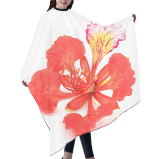 Personality  Pride Of Barbados Flower Hair Cutting Cape