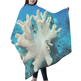 Personality  Coral Reef With Soft Coral In Tropical Sea On A Background Of Blue Water Hair Cutting Cape