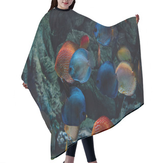 Personality  Goldfishes And Blue Fishes Swimming Under Water In Aquarium Hair Cutting Cape