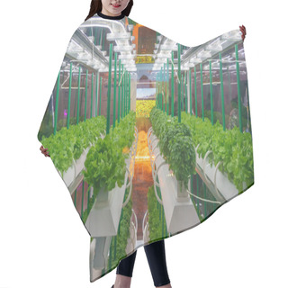 Personality  Soilless Culture Of Vegetables Under Artificial Light. Organic Hydroponic Vegetable Garden. LED Light Indoor Farm, Agriculture Technology. Inside A Warehouse Without The Need For Sunlight Hair Cutting Cape