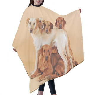 Personality  Five Labrador Retrievers, Yellow, Males And Bitches Hair Cutting Cape