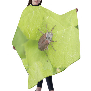 Personality   May Beetle Insect On Leaf Hair Cutting Cape