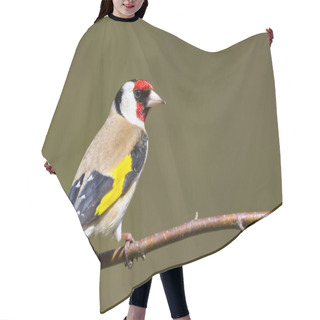 Personality  Goldfinch (Carduelis-carduelis) Hair Cutting Cape