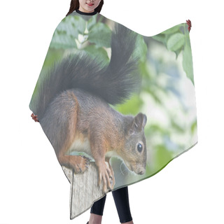 Personality  Squirrels Look Like Cute Little Animals. Hair Cutting Cape