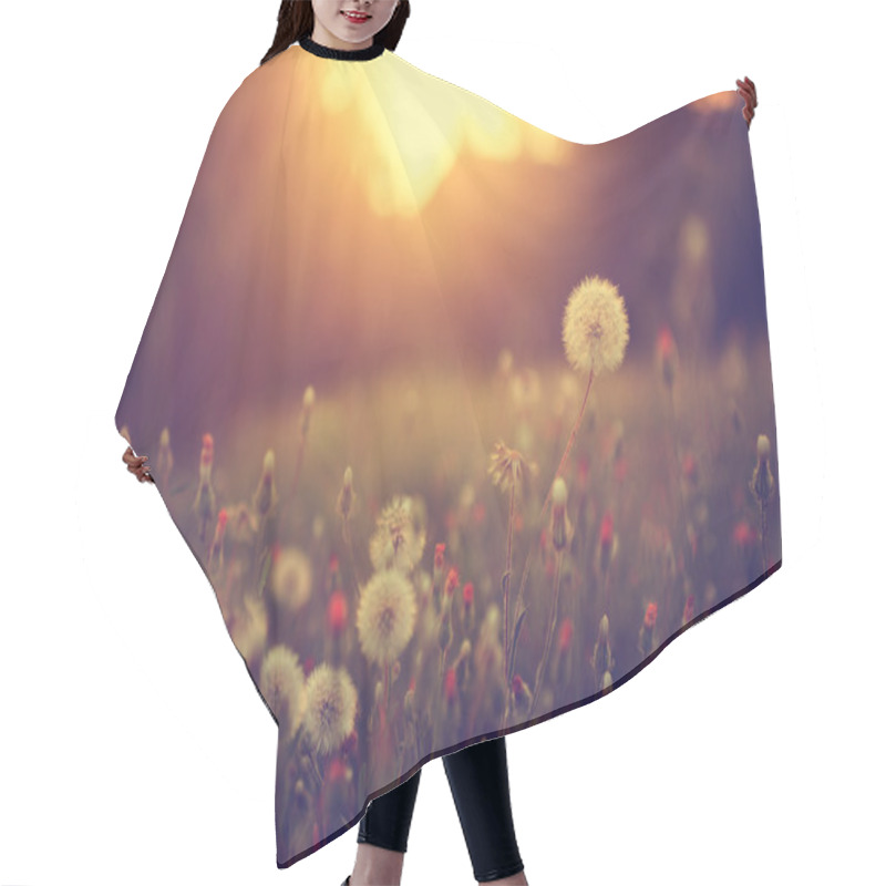 Personality  Vintage photo of dandelion field in sunset hair cutting cape