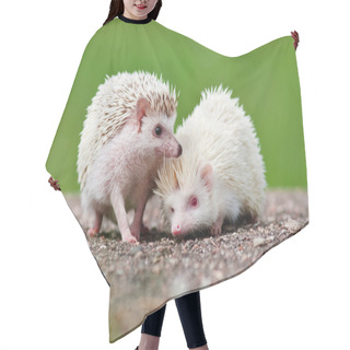 Personality  Two African Hedgehogs Outdoors Hair Cutting Cape