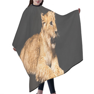 Personality  Cute Lion Cub Lying Isolated On Black, Panoramic Shot Hair Cutting Cape