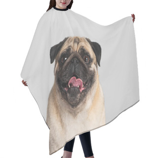 Personality  Purebred Pug Dog Looking At Camera And Sticking Out Tongue Isolated On Grey  Hair Cutting Cape