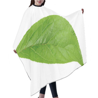 Personality  Plum Leaf Isolated Clipping Path Hair Cutting Cape