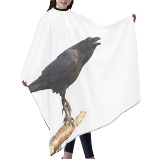 Personality  Common Raven Calling On Branch Isolated On White Background. Hair Cutting Cape