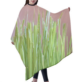 Personality  Cropped View Of Green Grass On Gradient Brown Background Hair Cutting Cape